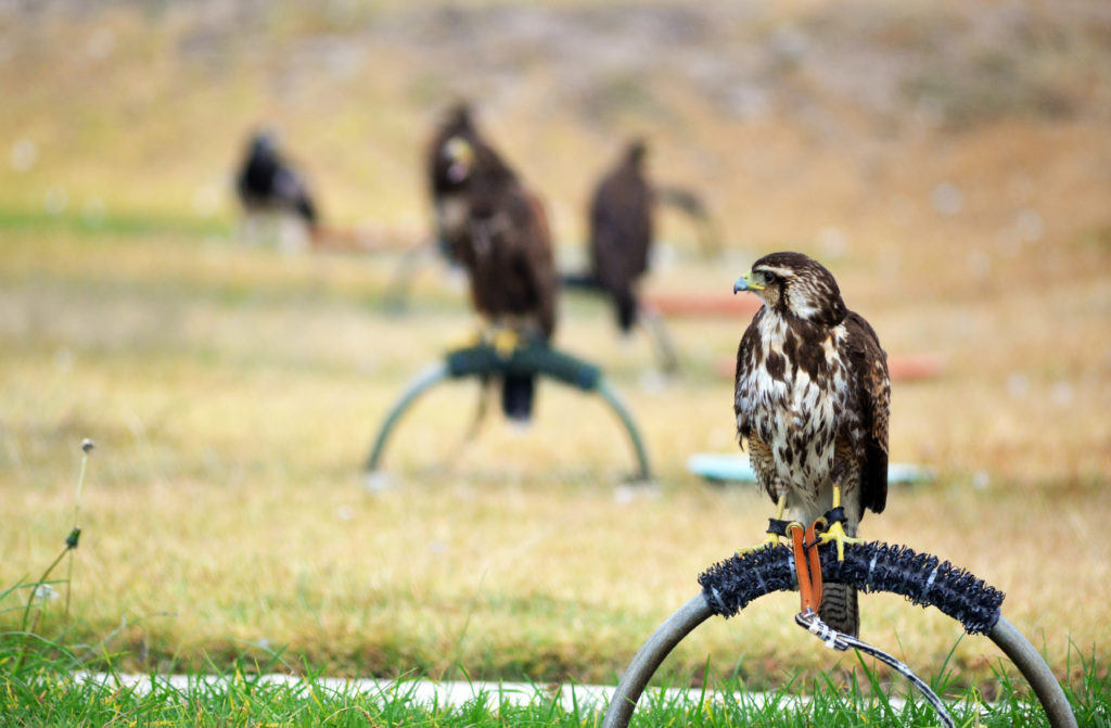 cetreria 1024x671 - La Importancia del Control de Fauna en Aeropuertos